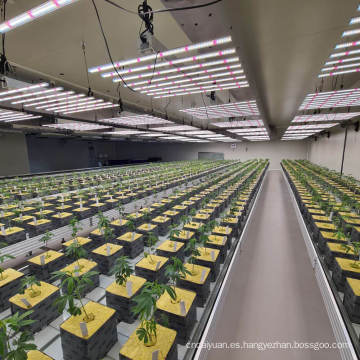Amazon Winter Best Best Indoor LED Lights de cultivo de cultivo